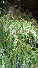 Chamaecyparis lawsoniana