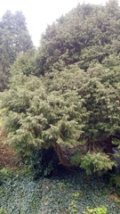 Chamaecyparis lawsoniana