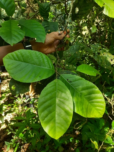 Aglaia simplicifolia observed 2023-12-27