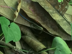 Emoia caeruleocauda