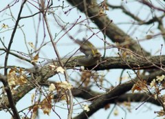 Chloris chloris
