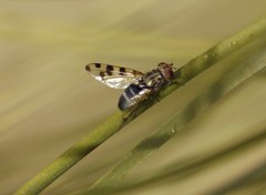 Ceroxys