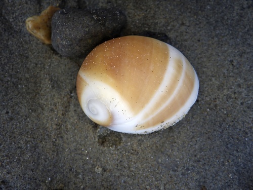 Polinices sagamiensis observed 2023-12-25