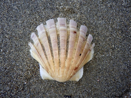 Pecten albicans observed 2023-12-25