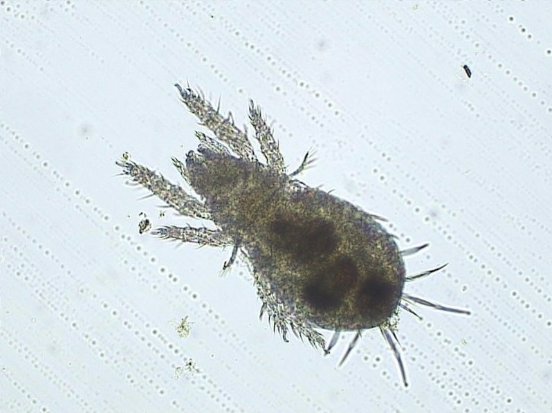 Parhyposomata