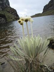Espeletia conglomerata