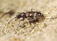 Cicindela soluta