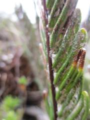 Blechnum loxense