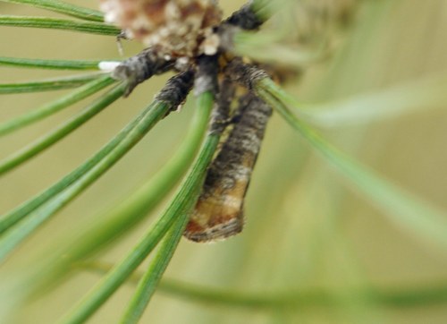Rhyacionia duplana