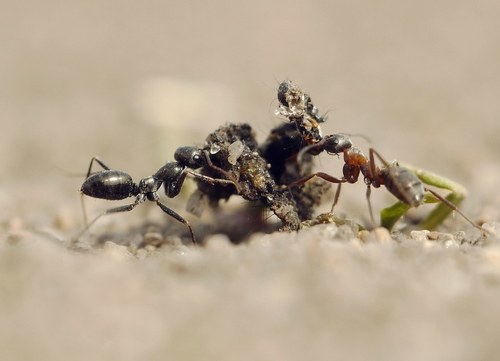 Cataglyphis aenescens