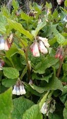 Symphytum × hidcotense