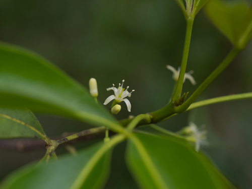 Acronychia trifoliolata observed 2023-12-27