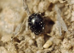 Leiodidae