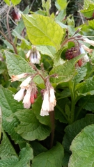 Symphytum × hidcotense