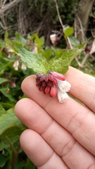 Symphytum × hidcotense