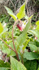 Symphytum × hidcotense