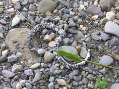 Amphisbaena fuliginosa