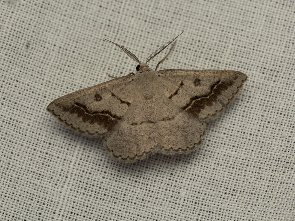 Nearcha tristificata