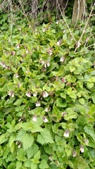 Symphytum × hidcotense