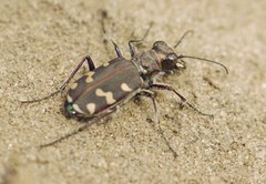 Cicindela soluta