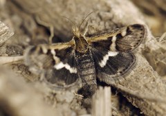 Titanio normalis