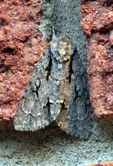 Acronicta hasta