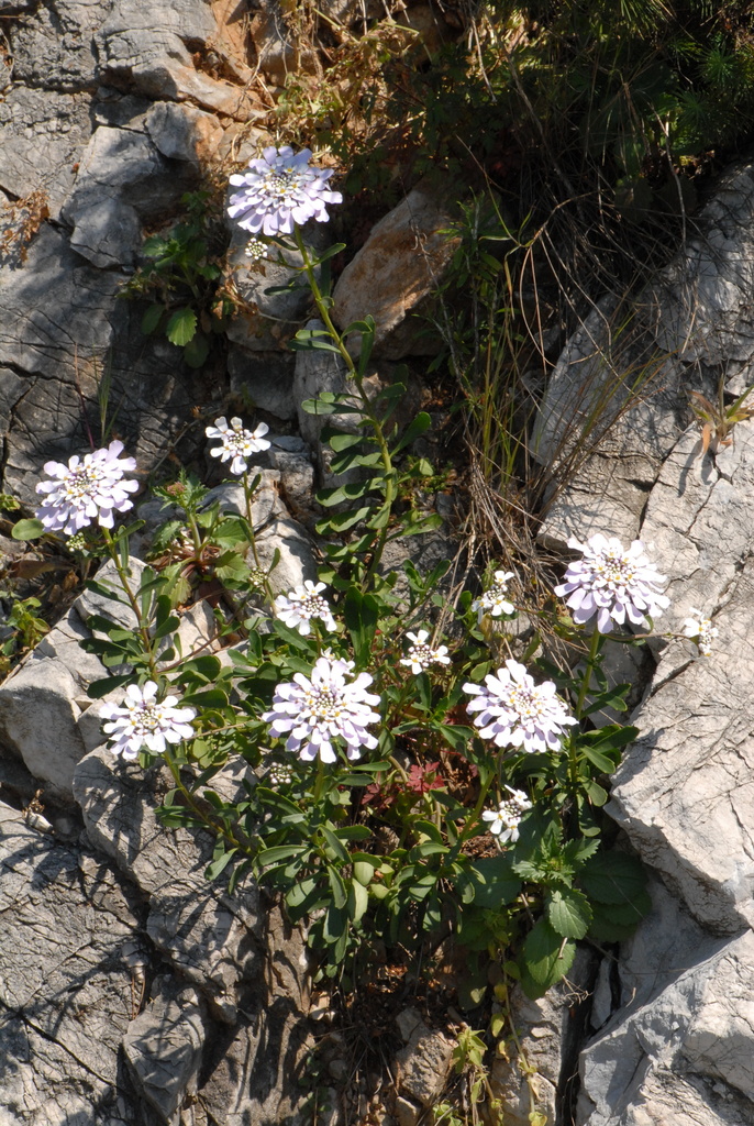 Gibraltar candytuft