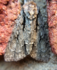 Acronicta hasta