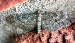 Eupithecia tripunctaria