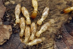 Reticulitermes lucifugus