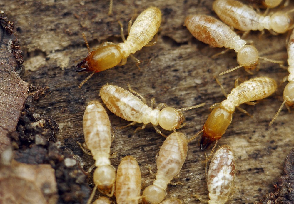 Mediterranean Termite