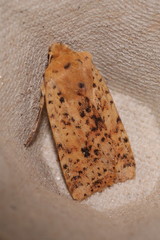 Conistra rubiginea