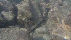 Halichoeres marginatus