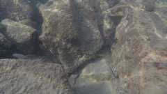 Halichoeres marginatus