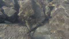 Halichoeres marginatus