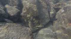 Halichoeres marginatus