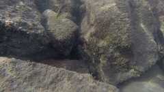 Halichoeres marginatus