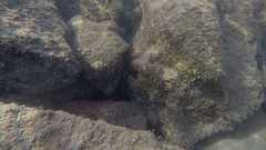 Halichoeres marginatus