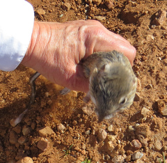 Dipodomys spectabilis