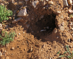 Dipodomys spectabilis