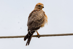 Grasshopper Buzzard photo 2