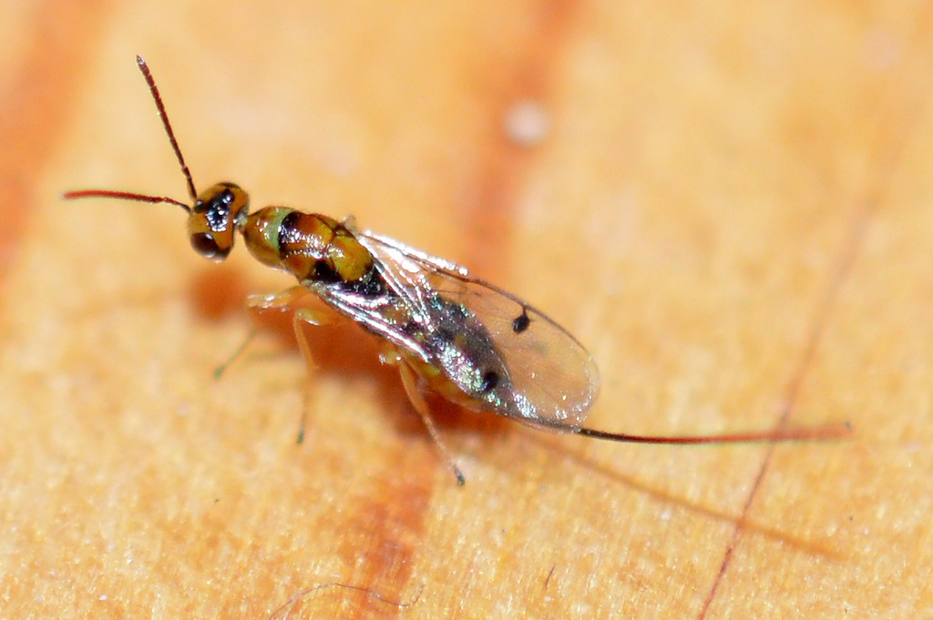 Megastigmus atedius
