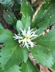 Pachysandra