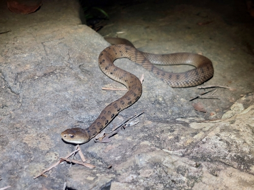 Rough-scaled Snake sighting