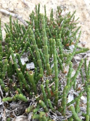 Arthrocaulon macrostachyum