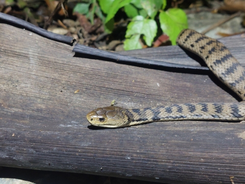 Rough-scaled Snake sighting