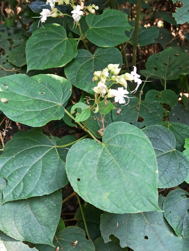 Bhant from 3693+F73, Kallettum Kadavu, Kerala 670308, India on December ...