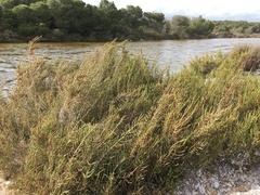 Arthrocaulon macrostachyum