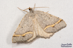 Macaria quadrilinearia