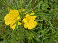 Oenothera berlandieri pinifolia